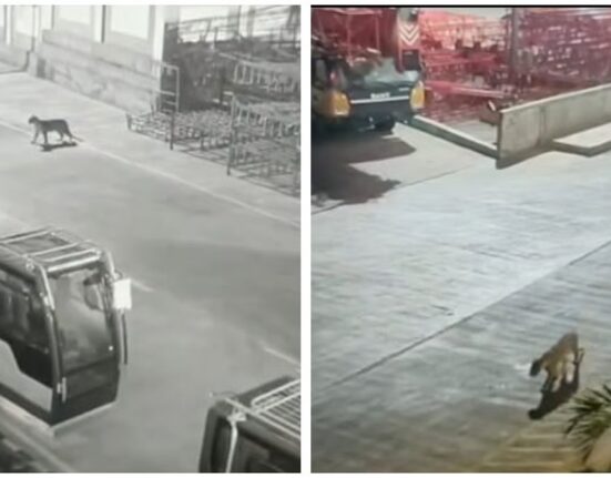 Leopard was spotted inside the Mercedes-Benz manufacturing plant in Pune