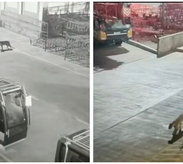 Leopard was spotted inside the Mercedes-Benz manufacturing plant in Pune