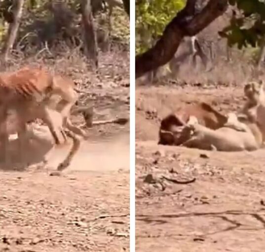 Lioness Hunts Cow Near Tourists in Gir Forest Safari
