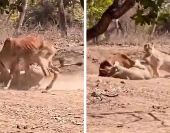 Lioness Hunts Cow Near Tourists in Gir Forest Safari
