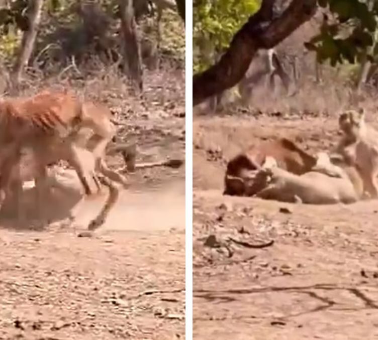 Lioness Hunts Cow Near Tourists in Gir Forest Safari