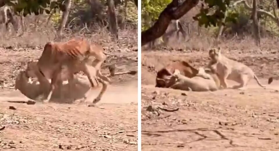 Lioness Hunts Cow Near Tourists in Gir Forest Safari