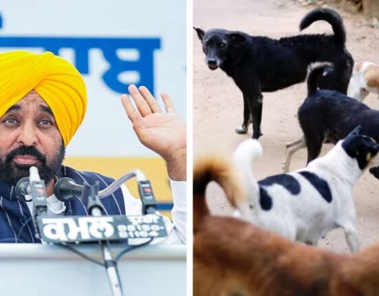 Punjab Launches Stray Dog Removal from Schools and Markets After Supreme Court Order