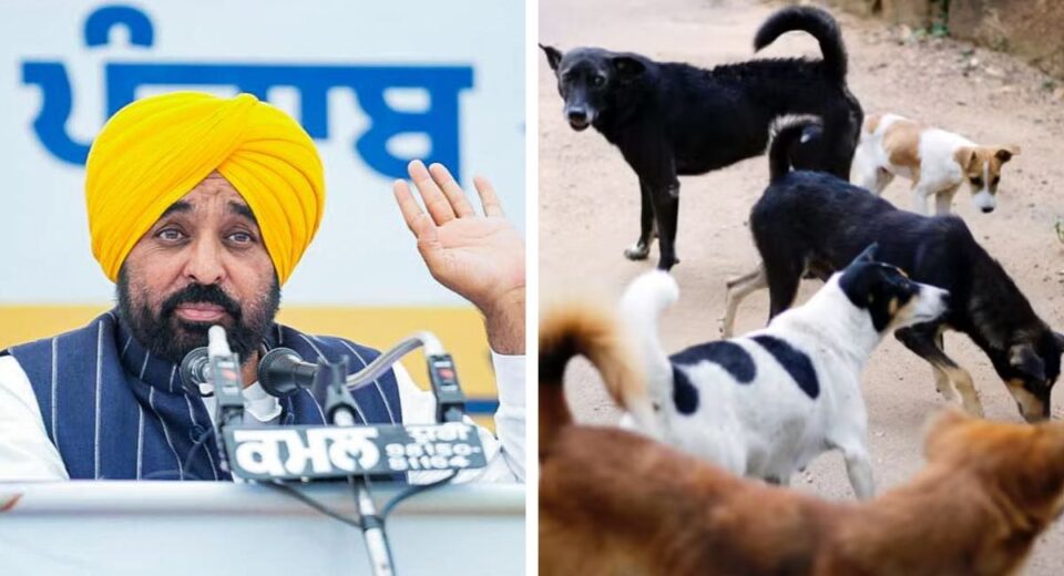 Punjab Launches Stray Dog Removal from Schools and Markets After Supreme Court Order
