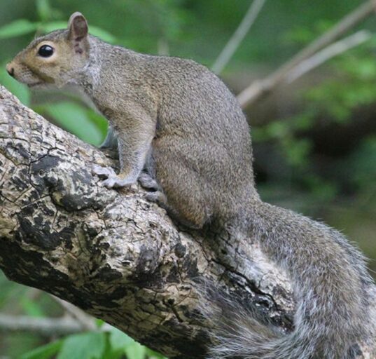 Rajasthan University on Alert After Squirrel Bites 20, Sparks Panic