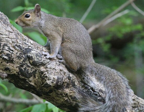 Rajasthan University on Alert After Squirrel Bites 20, Sparks Panic