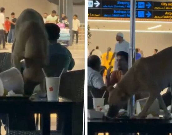 Stray Dog Eats Leftovers in Hyderabad Airport Lounge