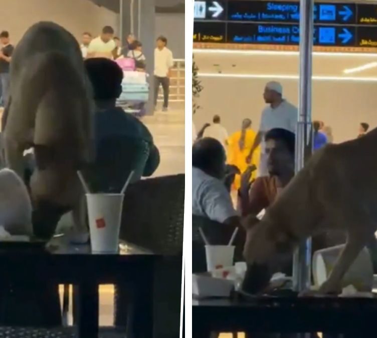Stray Dog Eats Leftovers in Hyderabad Airport Lounge