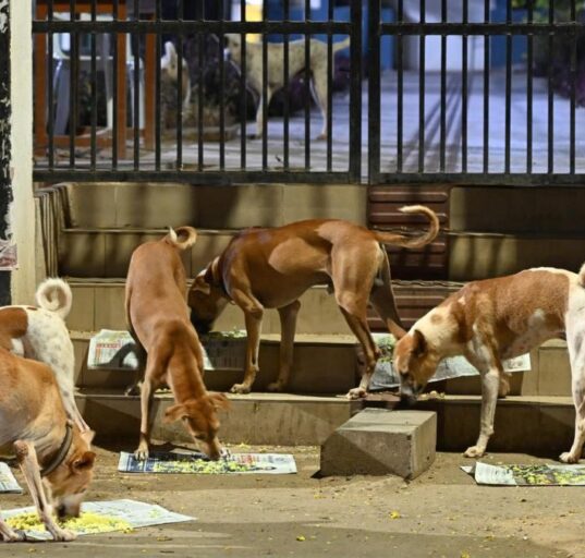 Supreme Court order to remove street dogs stands, highlight biting incidents