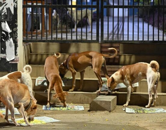 Supreme Court order to remove street dogs stands, highlight biting incidents