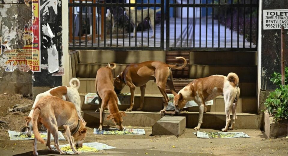 Supreme Court order to remove street dogs stands, highlight biting incidents