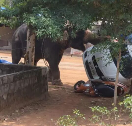 Two Men Killed in Kerala Due to Elephant Attack at Temples