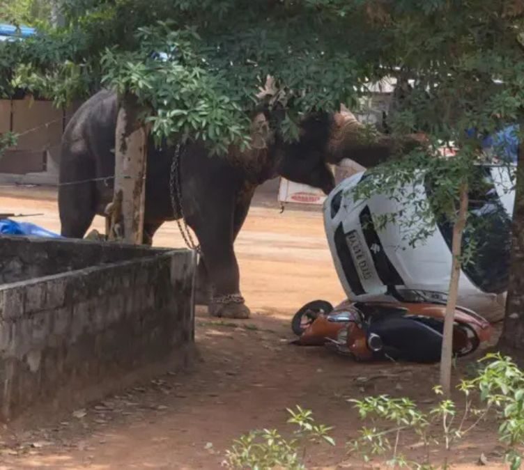 Two Men Killed in Kerala Due to Elephant Attack at Temples