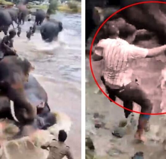 Woman Trampled to Death in Elephant Clash at Dubare Camp