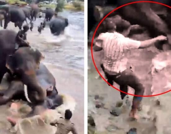 Woman Trampled to Death in Elephant Clash at Dubare Camp