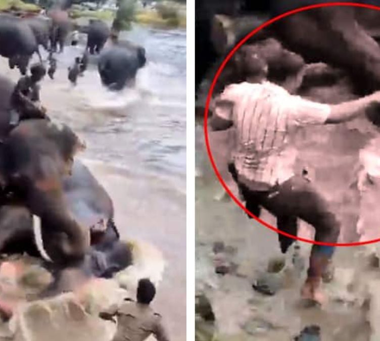 Woman Trampled to Death in Elephant Clash at Dubare Camp