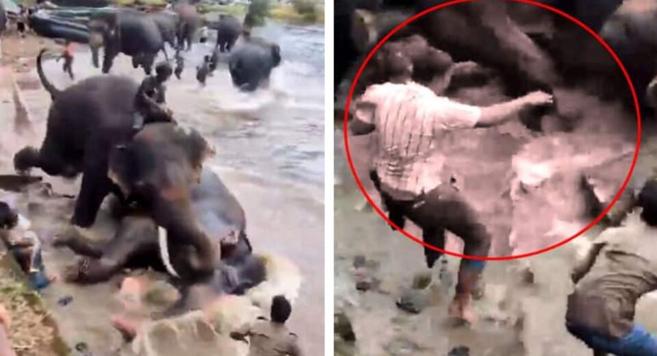 Woman Trampled to Death in Elephant Clash at Dubare Camp